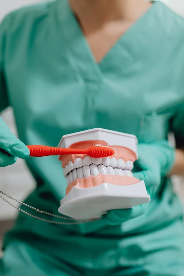 a dental professional showing how to brush properly using a dental model and red toothbrush